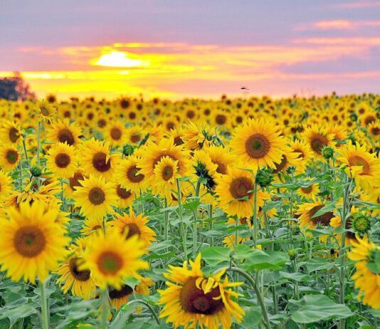 Состояние почвы в Николаевской области