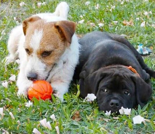 Работа николаевских зооволонтеров: от городских кварталов до «серой» зоны