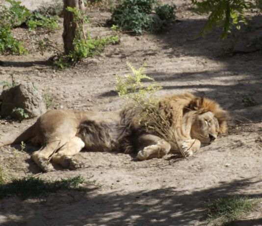 От Саванны до Арктики