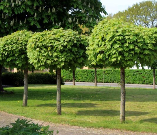 Озеленение Николаева: насколько это важно для степного города