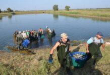 История рыбной промышленности Николаевщины