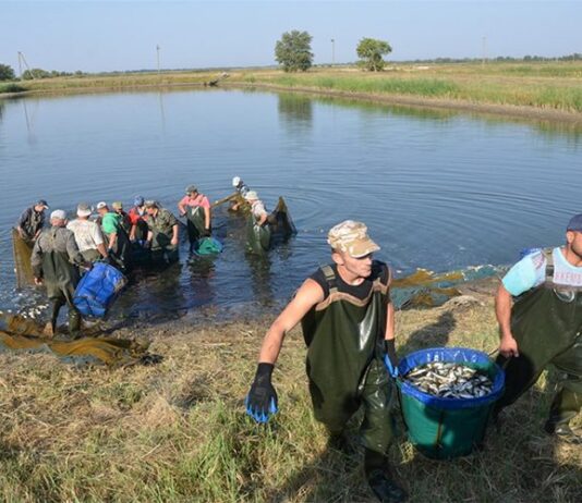 История рыбной промышленности Николаевщины