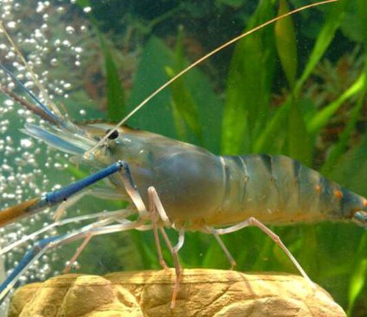 Креветочная ферма в Николаевской области