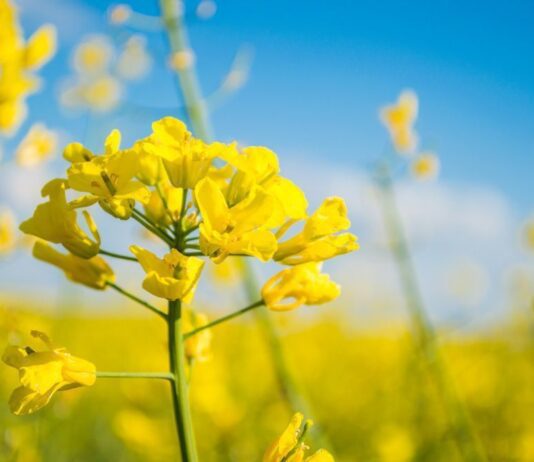 Рапс: особенности растения