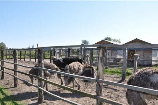 Как николаевцы страусов укрощали