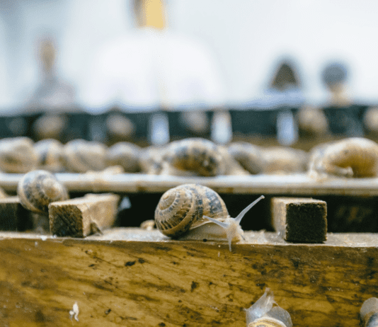 Улиточная ферма в Николаевской области: предприятие или место для отдыха?