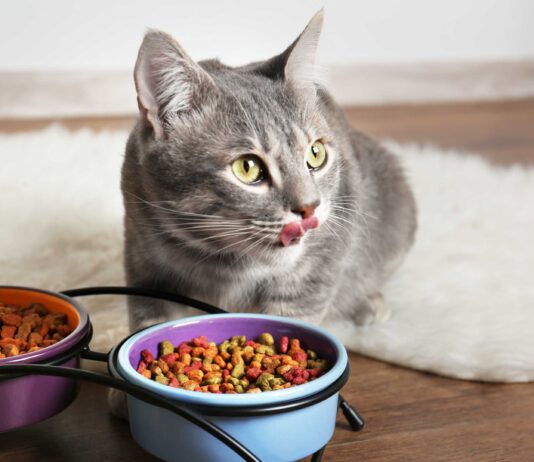 Что должен включать рацион кастрированного кота для здоровья и долголетия