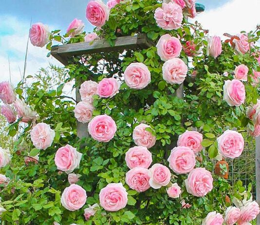 Самые популярные растения Николаева: локальные особенности флоры города