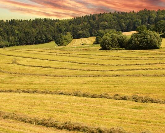 «Зеленые легкие» Николаева: борьба за лес в степи