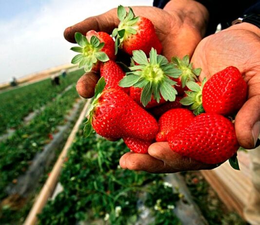 Как в Николаевской области селяне начали зарабатывать на ягодах: история успеха в условиях засухи