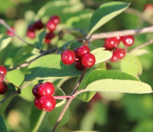 Ягоды, которых следует избегать на Николаевщине