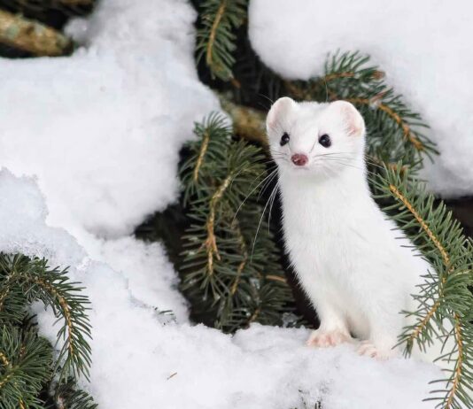 Животные Николаевщины, что занесены в Красную книгу Украины