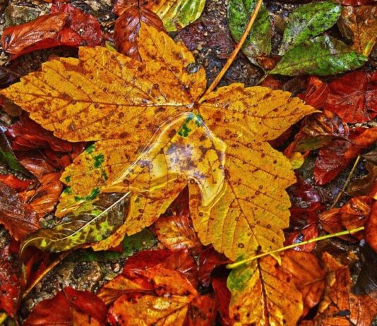 Что делать с опавшими листьями в Николаеве?