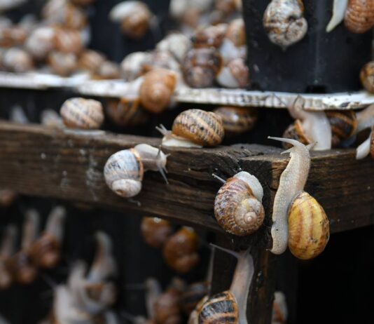 Улиточная ферма «Улиточный рай»