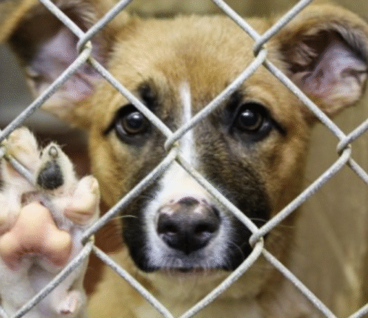 Топ приютов для животных Николаевской области