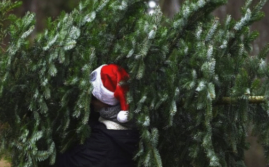 Где купить елку в Николаеве?