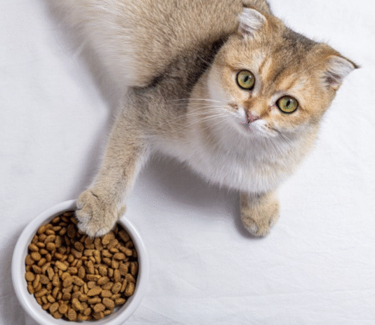 Лучшие зоомагазины в Николаеве