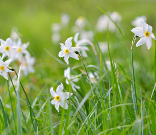 Растения Красной книги Украины: причины исчезновения и как их защитить