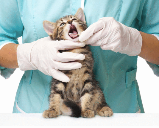 Лучшие ветеринарные клиники Николаева