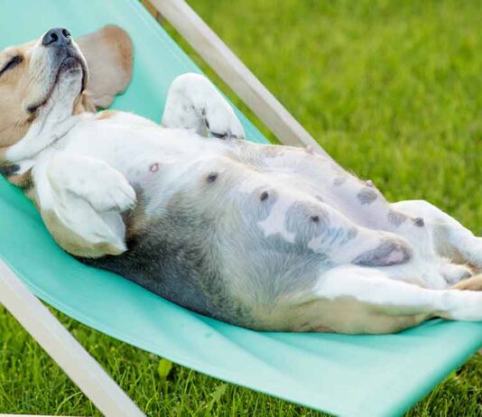 Признаки беременности у собак: полный гид для владельцев по неделям и этапам